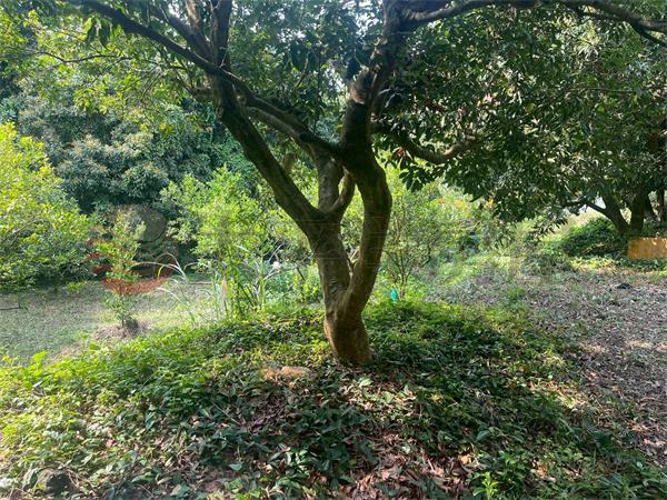 D55臺中縣豐原區新綠山段,台中市豐原區新綠山段