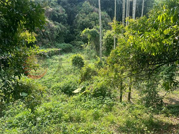 D55臺中縣豐原區新綠山段,台中市豐原區新綠山段