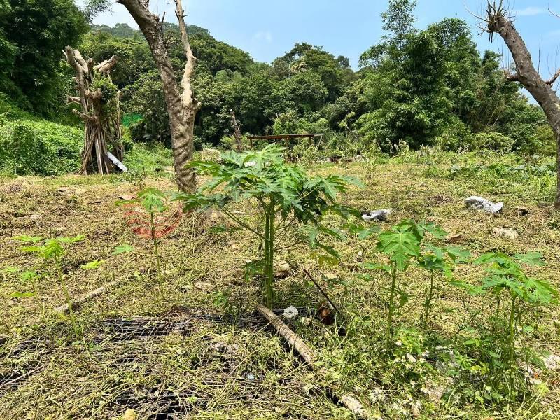 D010-林口保護區農地,新北市林口區瑞平段