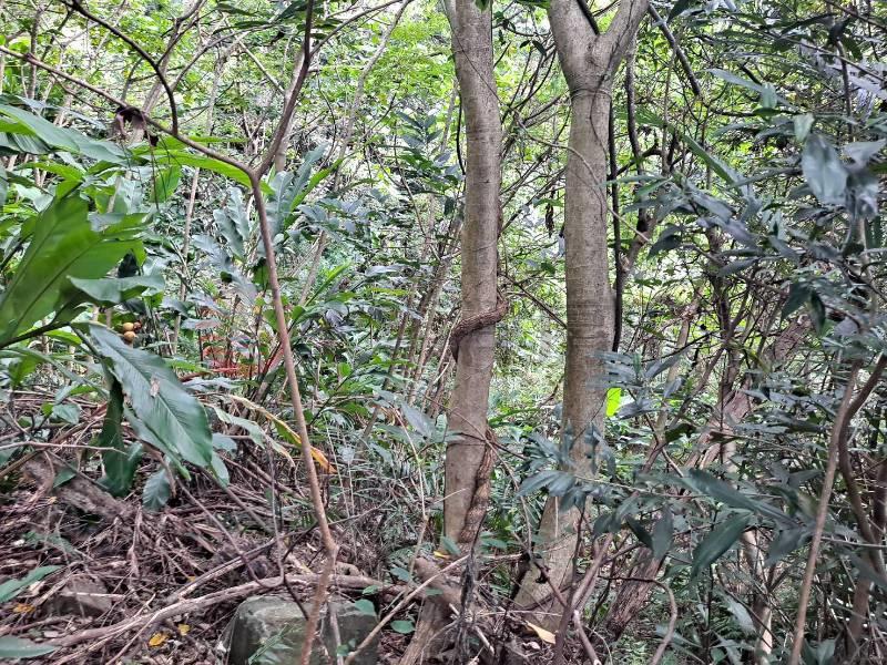 龜山兔子坑保育區,桃園市龜山區桃園區龜山鄉兔子坑段